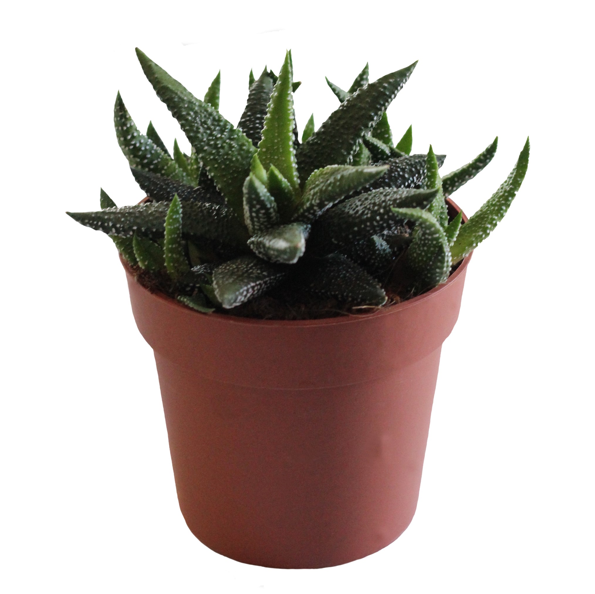 Haworthia Attenuata 'Enon' (10,5 Cm)
