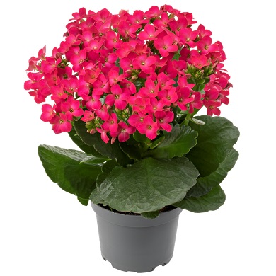 Melody PL
