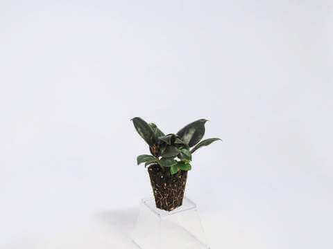 Ficus 20Burgundy F Large C63c4061 C98b 460D Bb4e 7Cb995606063 380X@2X