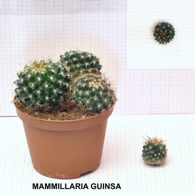 MAMMILLARIA GUINSA