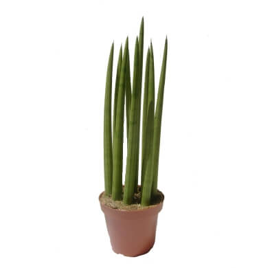 Cylindrica Straights XL 9Pp 14Cm Pot