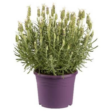 Lavandula Giant White Summer PL