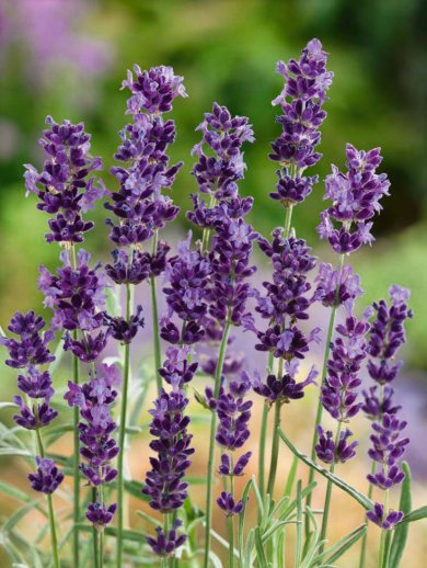 Lavandula Angustifolia Hidcote