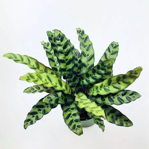 Rattlesnake Plant 6 Inch E1589462485491