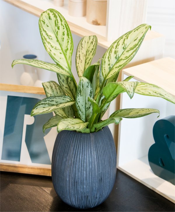 Aglaonema Front