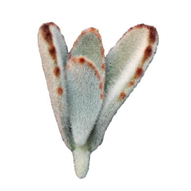 Kalanchoe Tomentosa Panda URC