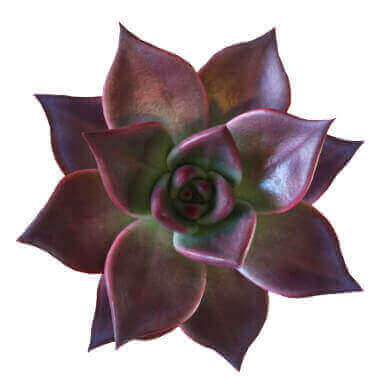 Echeveria Agavoides 'Romeo'