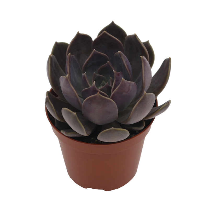 Echeveria Hybrid Subra PL