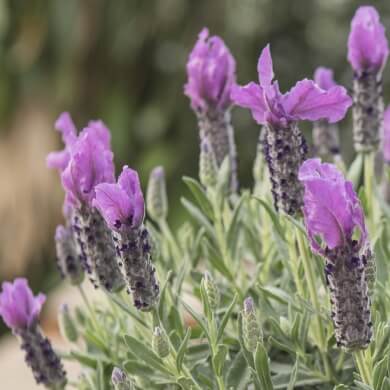 Lavandula Noble Summer