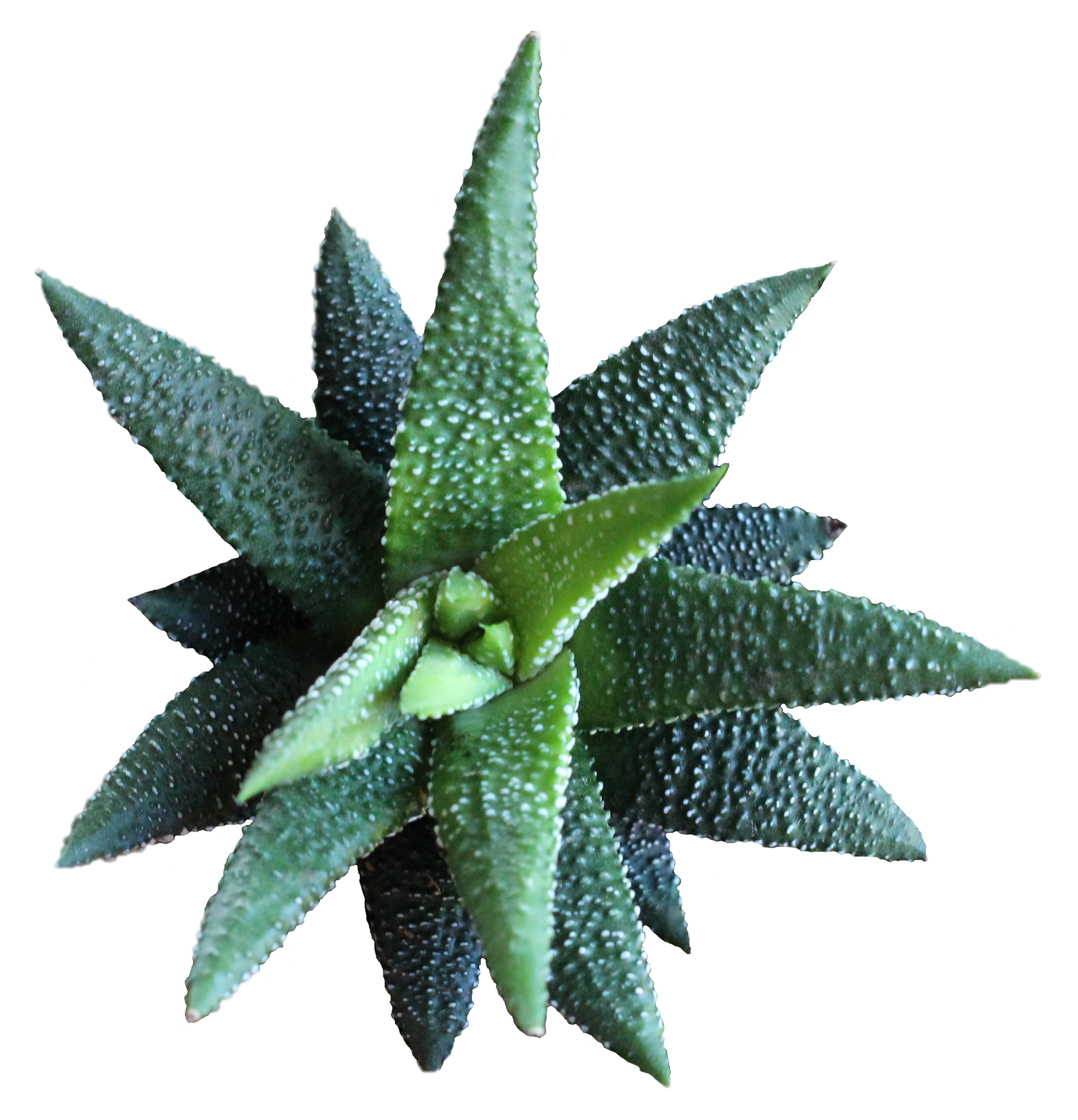 Haworthia Attenuata 'Enon' (10,5 Cm) Close