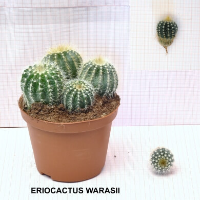ERIOCACTUS WARASII