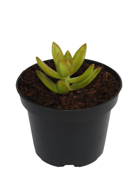 SEDUM NUSSBAUMERIANUM YELLOW