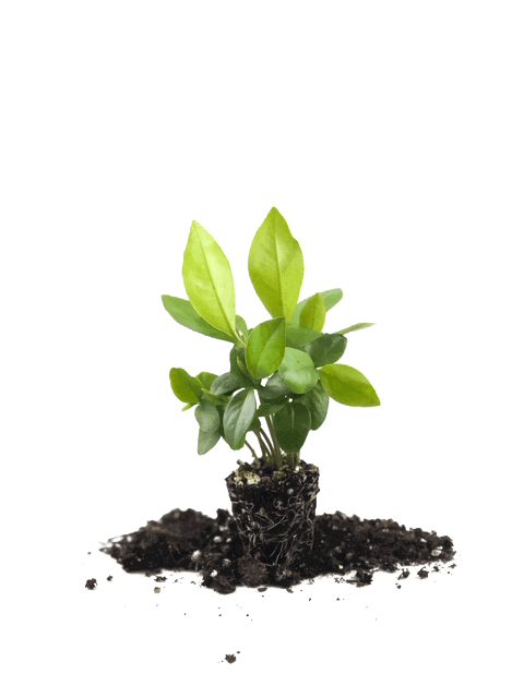 Ardisia Humilis 72 Cell