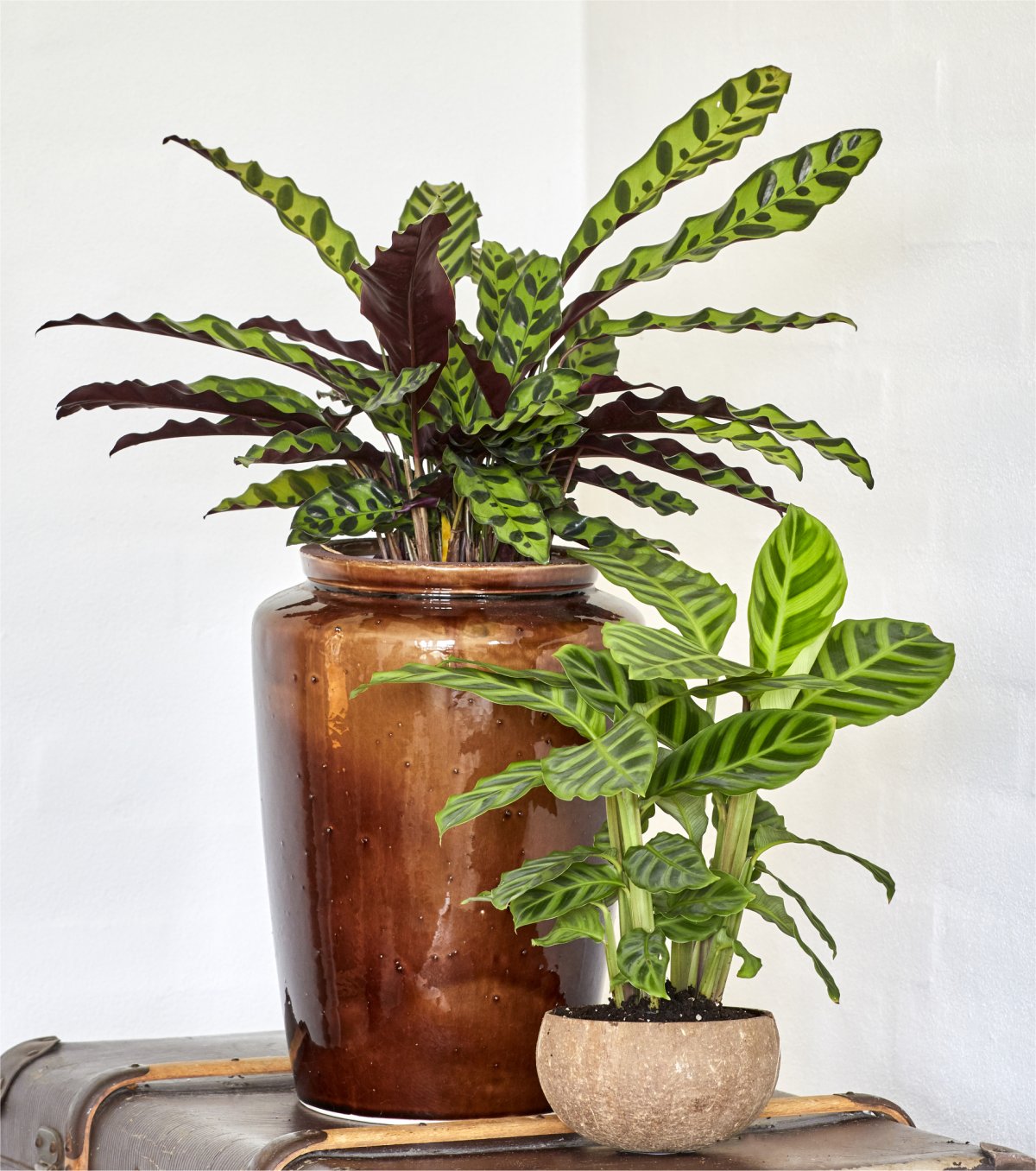 Calathea Rufibarba Front