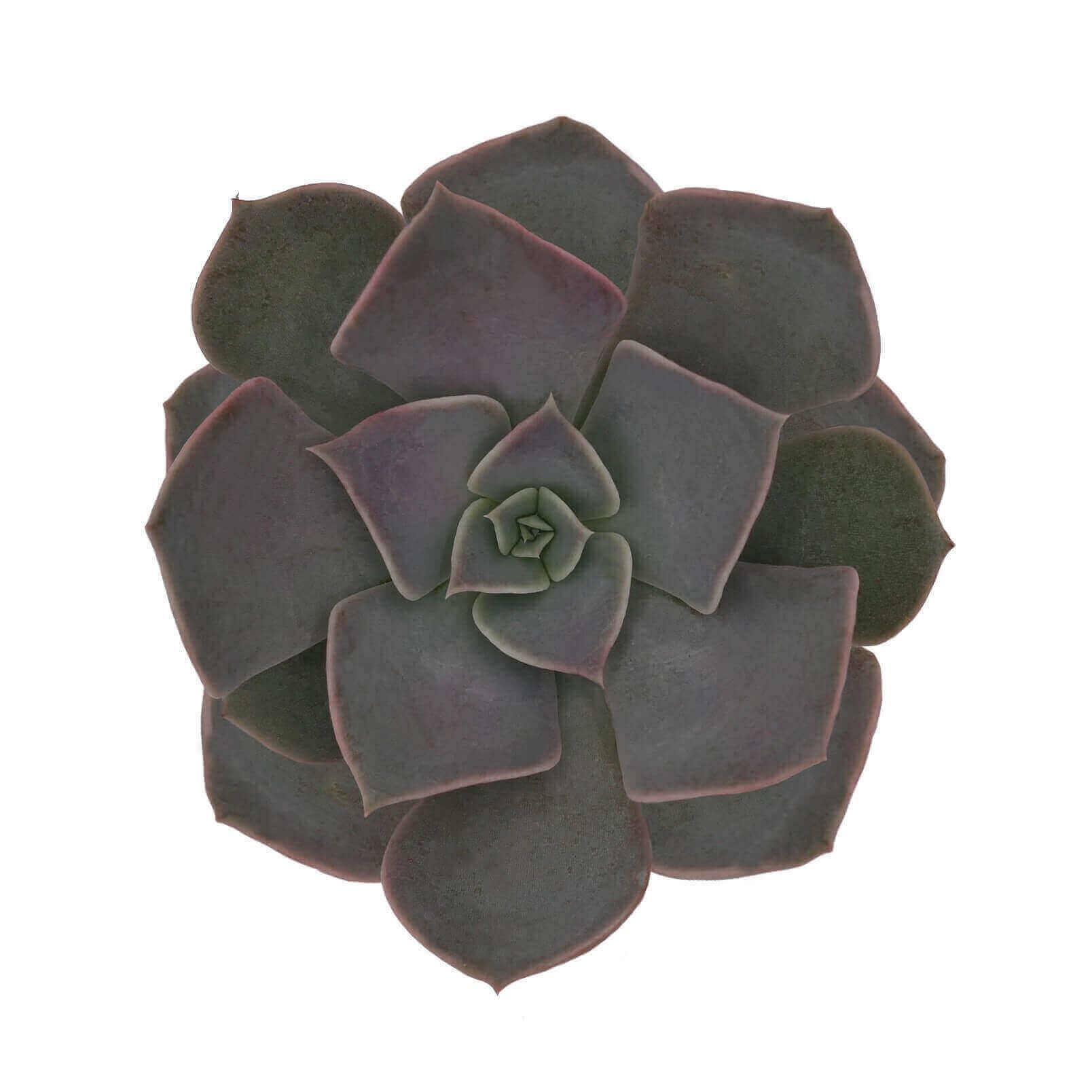 Echevereia Pollux 85 Cm
