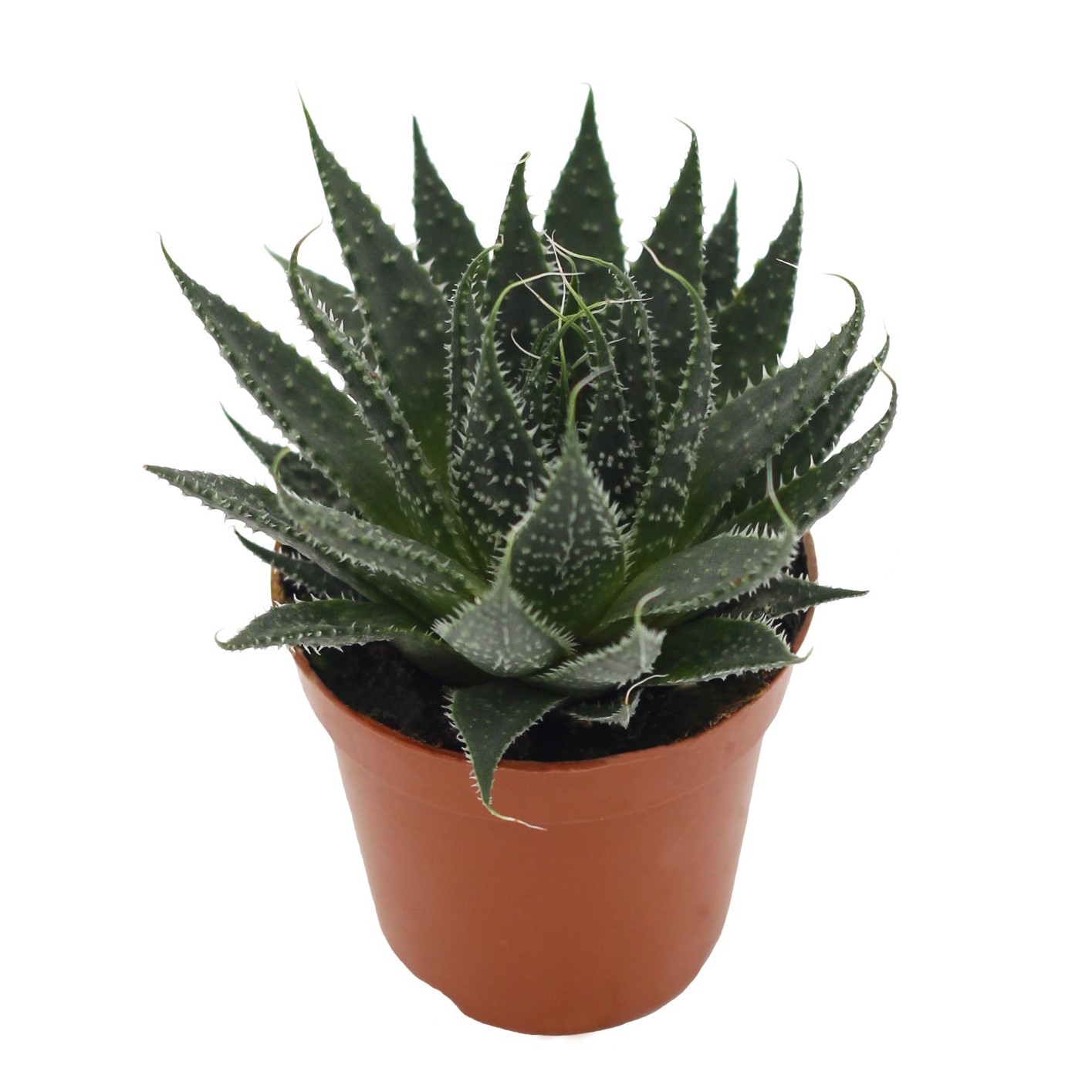 Aloe Aristata (5,5 Cm)