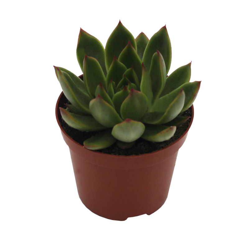 Echeveria Hybrid Albali PL