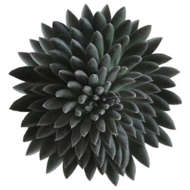 Crassula Yunnanensis