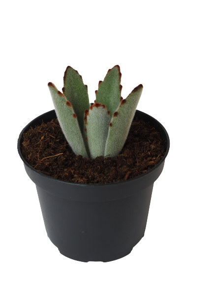 KALANCHOE TOMENTOSA SILVER
