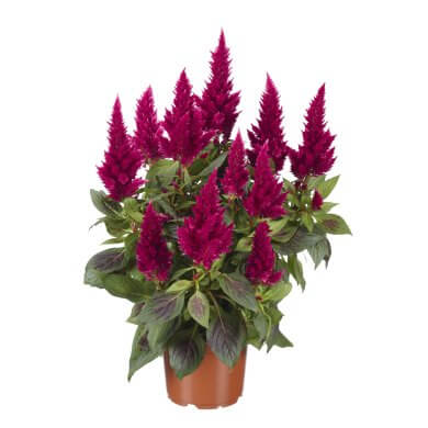 Celocia Spicata Flirt Red PL