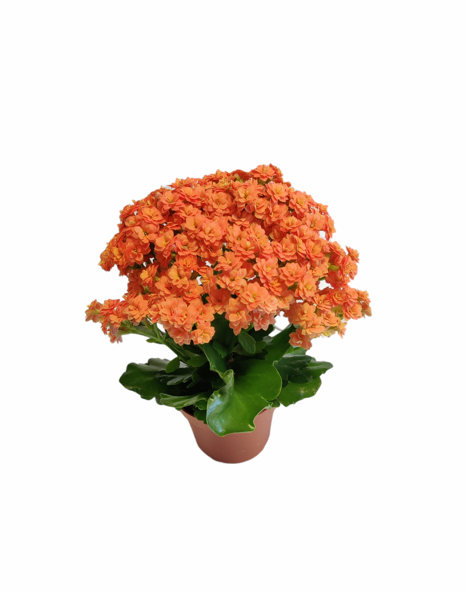 Rosalina Don Pedro Plant
