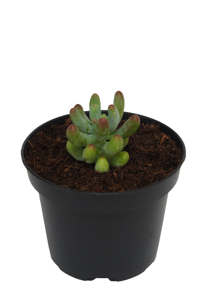 SEDUM PACHYPHYLLUM BLUE