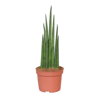 Sansevieria Bacularis Musica Dos 10Cm
