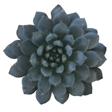 Echeveria Rondelli