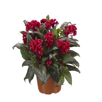 Celosia Hottopic Red