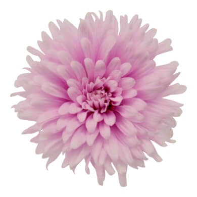 Asters Queen Regent Rose BL