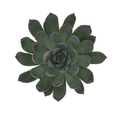 Echeveria Hybrid Mira