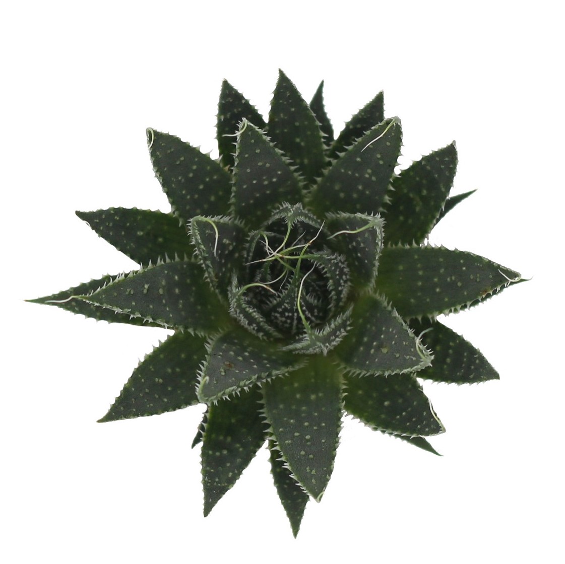 Aloe Aristata (5,5 Cm) Close