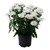 Asters Queen Regent Pure White PL