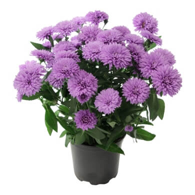 Asters Queen Regent Sky Blue PL