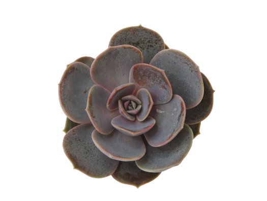 Echeveria Tairona