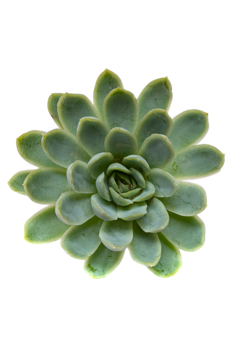 ECHEVERIA ELEGANS GREEN