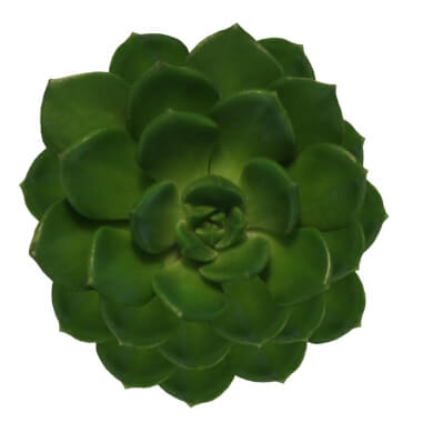 Echeveria Atroviridis