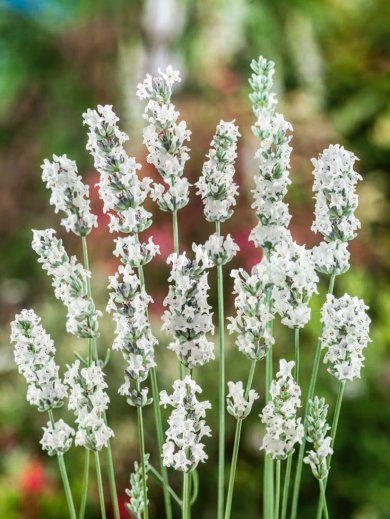 Lavandula Angustifolia Edelweiss