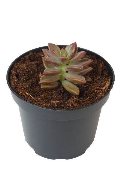 GRAPTOSEDUM PURPLE