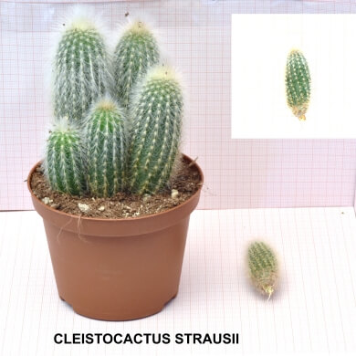 CLEISTOCACTUS STRAUSII