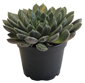 Echeveria Hybrid 'Scorpio' (10,5 Cm) (1)