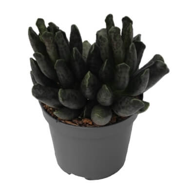 Adromischus Cooperi Grey PL