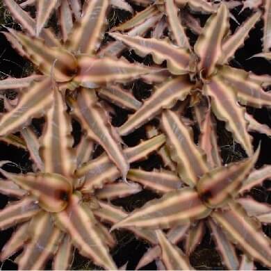 Cryptanthus Bivitatus