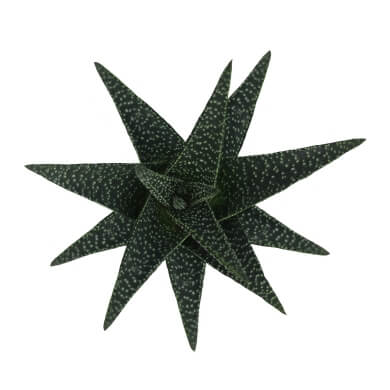 Gasteria X Haworthia Royal Highness