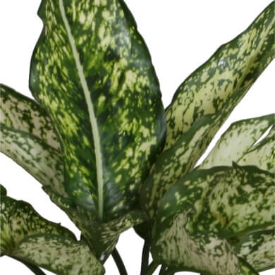 Aglaonema Osaka