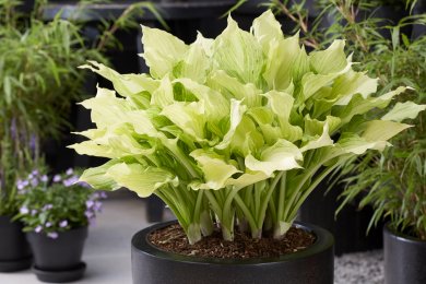 Hosta White Feather XXL