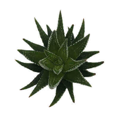 Haworthia Fasciata