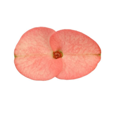 Zara Tiara