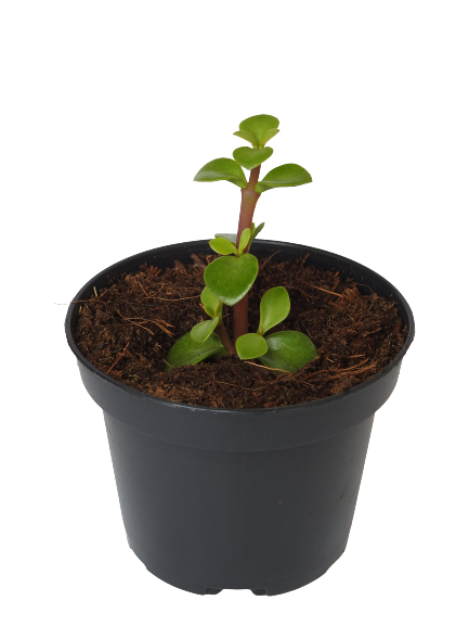 PORTULACARIA AFRA GREEN