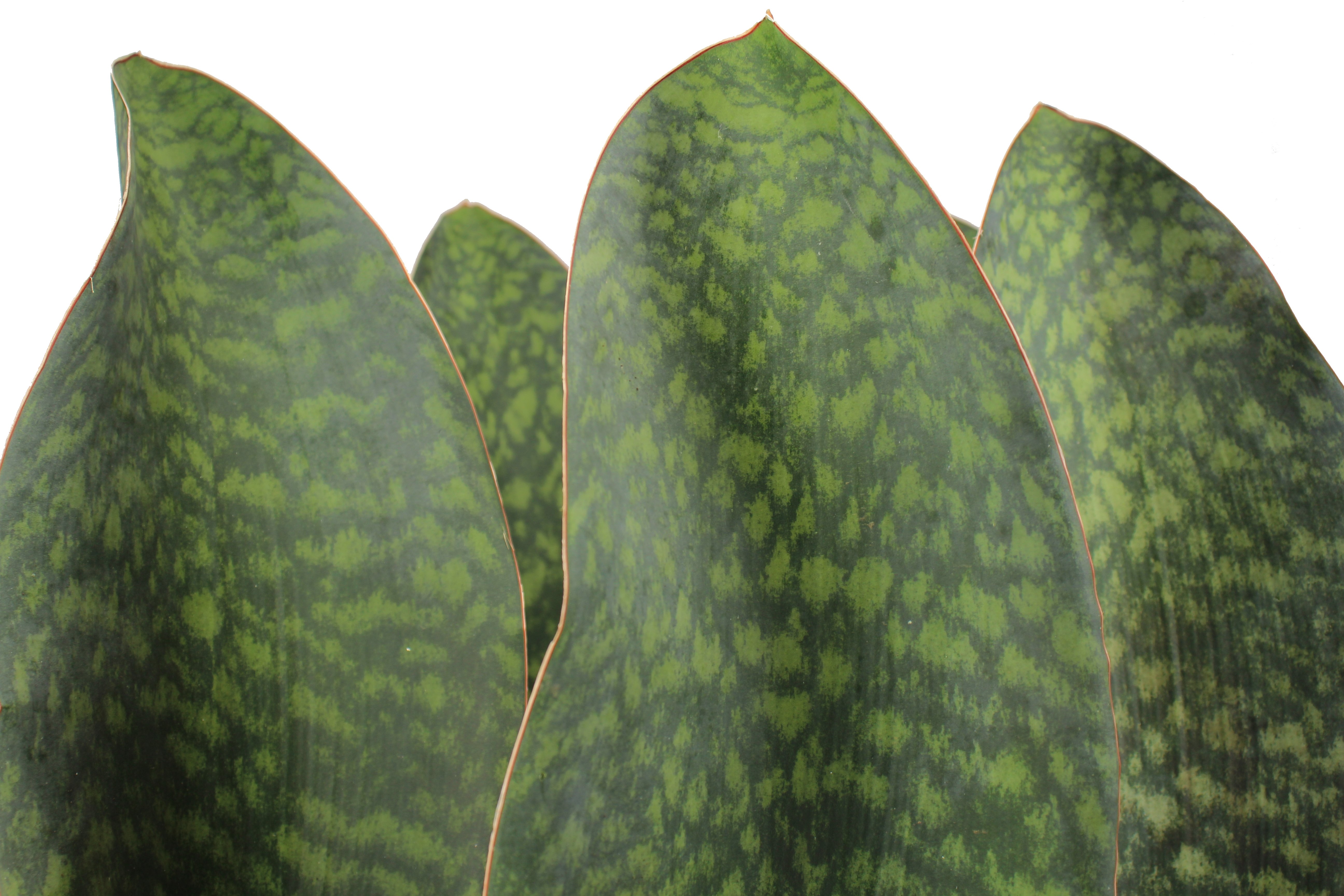 Sansevieria Masoniana Front